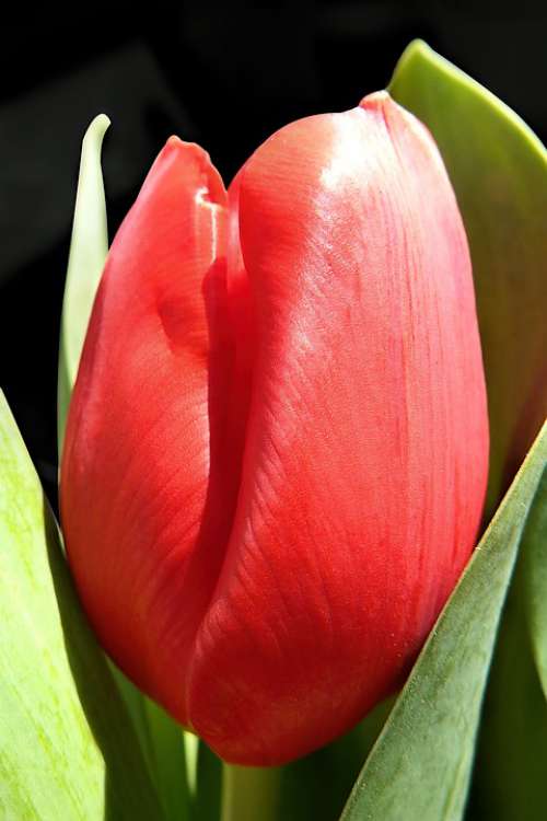 Tulip Flower Blossom Bloom Red Spring