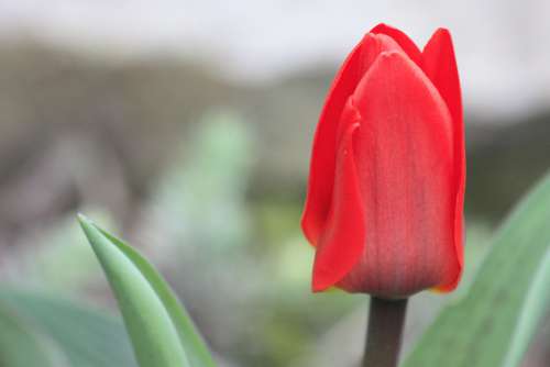 Tulip Nature Flowers Spring Flower Red Blossomed