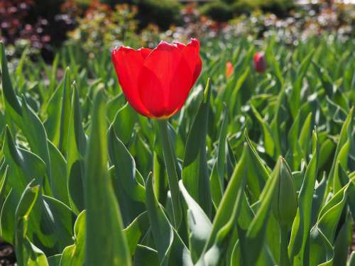Tulip Red Bloom Bulbs Flower
