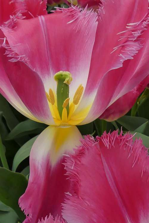 Tulip Macro Close Close Up Spring Plant Garden
