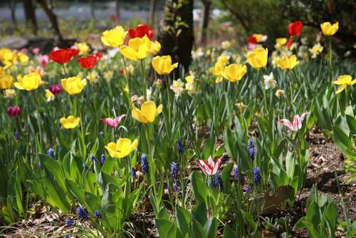 Tulip Garden Nature Spring Flowers Colorful Petal