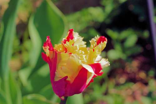 Tulip Flower Spring Nature Garden Blossom Bloom