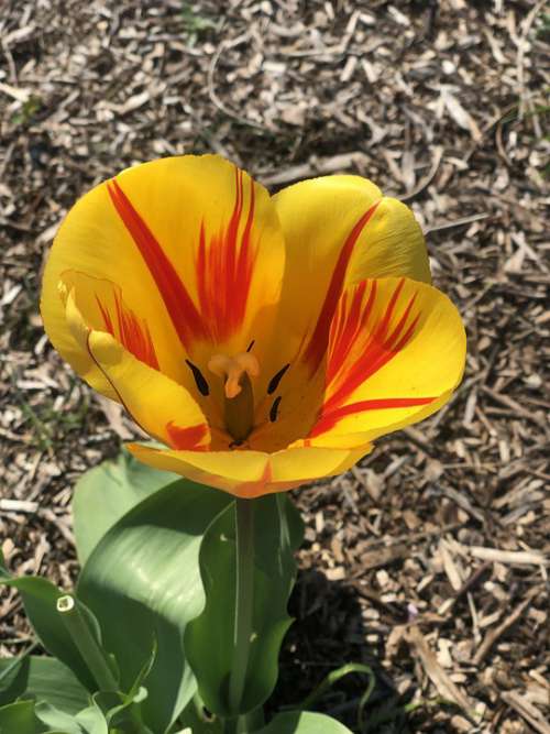 Tulip Color Flower Plant Garden Spring Nature