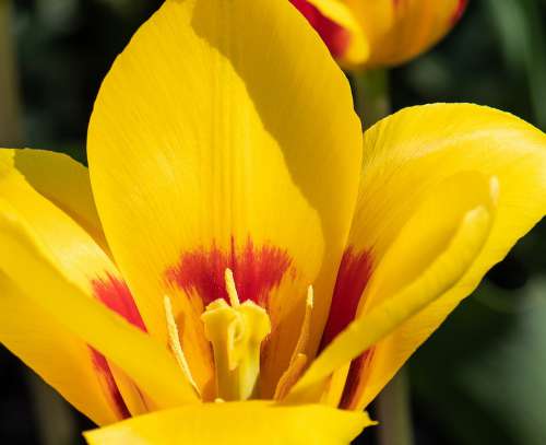 Tulip Flower Plant Ornamental Plant Flora Yellow