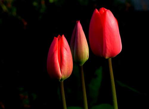 Tulip Spring Flower Red Frühlingsanfang Nature