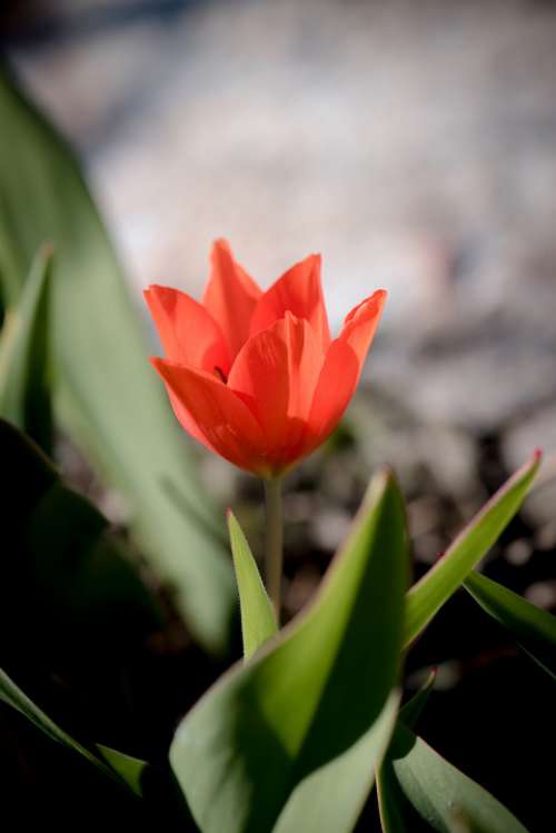 Tulip Red Small Small Tulip Blossom Bloom