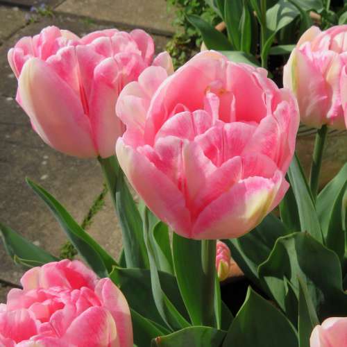 Tulips Spring Flowers Pink