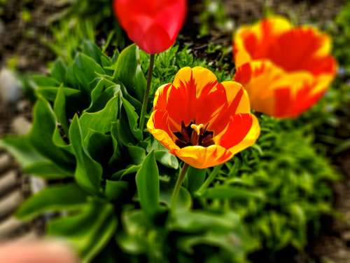 Tulips Colorful Nature Garden Bloom Spring Flower