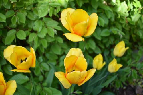 Tulips Spring Garden Flower