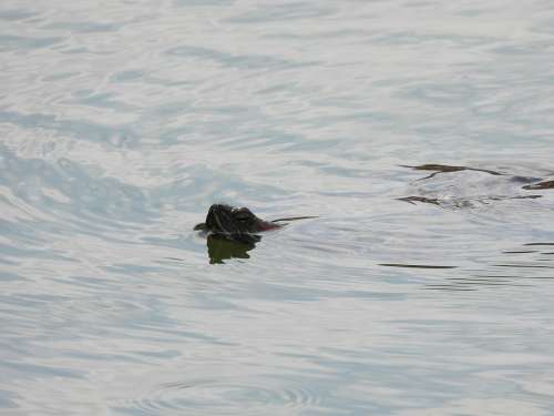 Turtle Gad Animals Water Nature Swim