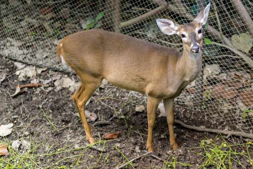 Veined Animal Nature Amazing Pet Looking