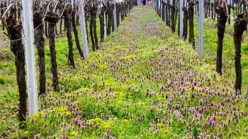 Vineyard Wingert Vines Winegrowing Vine