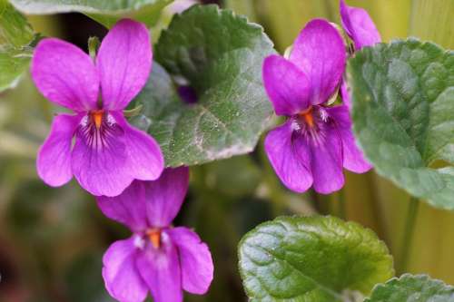 Violet Pink Non-Traditional Garden Spring Vernal