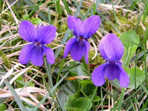 Violet Spring Flowers Purple Garden Violaceae