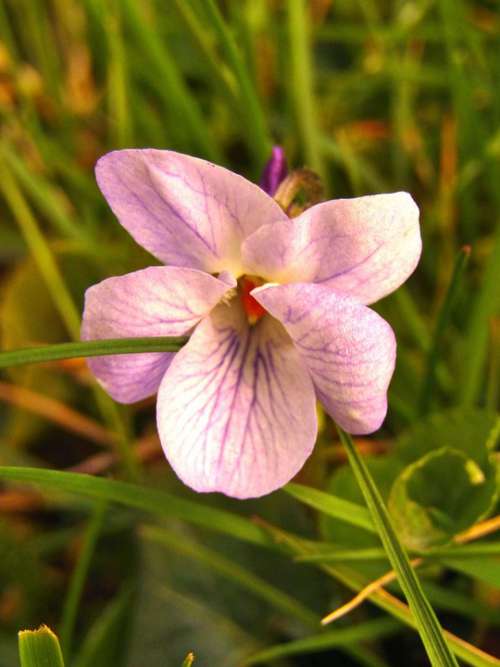 Violet Spring Flowers Blossom Bloom White Garden