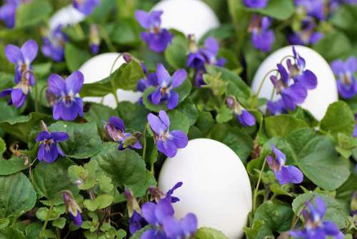 Violets Eggs White Easter Spring Vernal Holiday