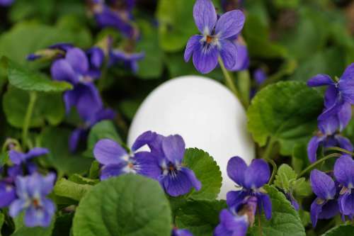 Violets Eggs White Easter Spring Vernal Holiday