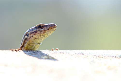 Wall Lizard Reptile Stone Animal