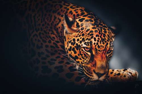 Wallpaper Background Jaguar Wildlife Animal