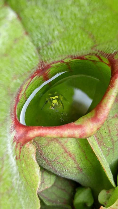 Wasp Carnivore Green Plant Nature Insect