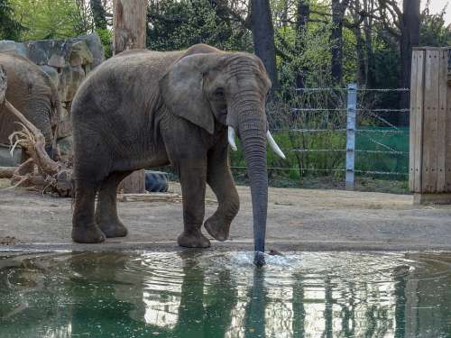 Water Elephant Zoo Animal Wildlife Wild Focus
