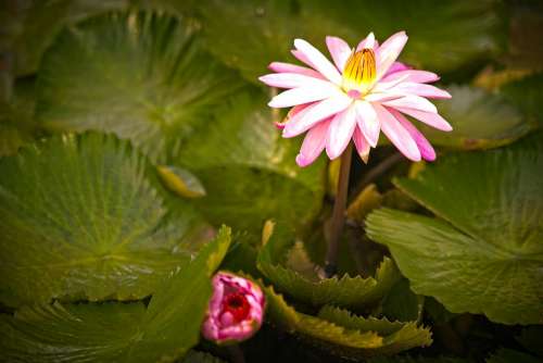 Water Lily Pond Nymphaea Pink Flower Flora Bloom
