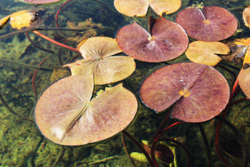 Water Lily Pond Leaves Water Plant Nature