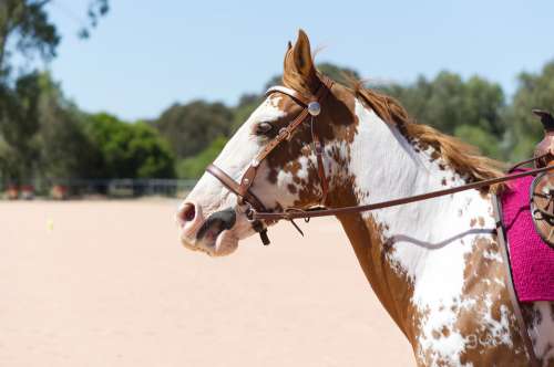 Western Horse Riding Equestrian Horseback Mare