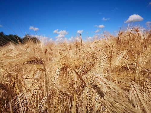 Wheat Harvest Agriculture Grain Summer Nature