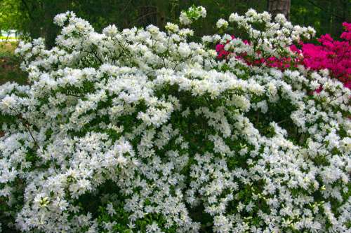 White Azaleas In Full Bloom Blossoms Azalea Bloom