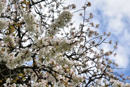 White Flowers Shrubs Cherry Flowers Garden Spring