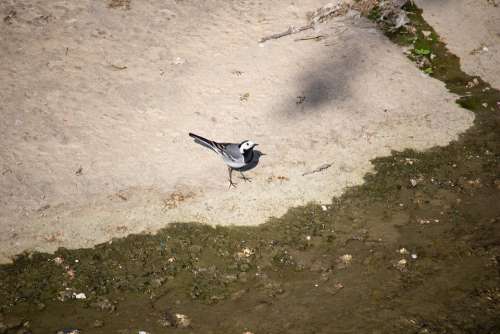 White Wagtail Bird Songbird Nature Animal