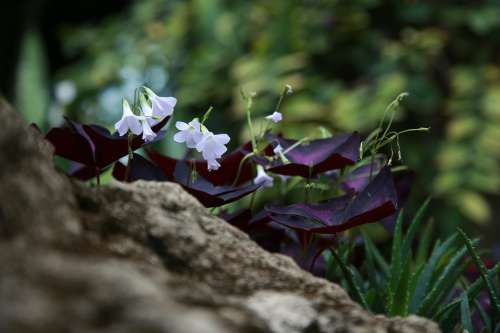 Wildflower Flowers Plants Petal Nature Spring