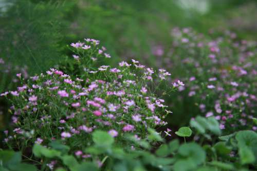 Wildflower Flowers Plants Spring Nature Wild