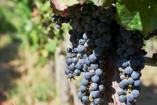 Wine Grapes Vineyard Vine Fruit Winegrowing