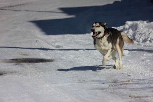 Winter Dog Wolf Snow White Friend Run Animal