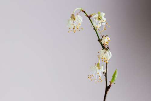 Withered Blossom Bloom Plant Nature Flower