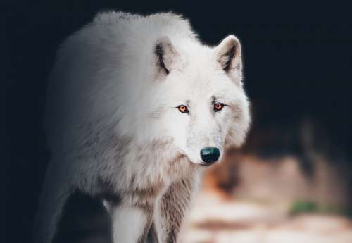 Wolf Animal Wild Graphic Design Head Eye Dog