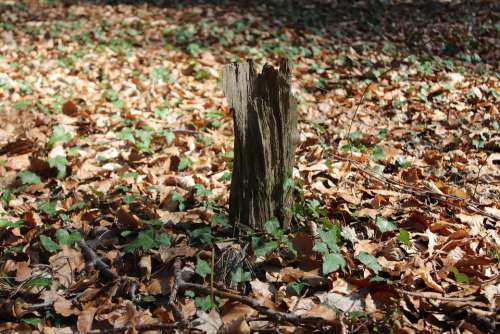 Wood Forest Nature Landscape Green Leaves Bark