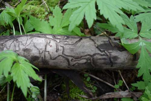 Wood Pattern Leaves Design
