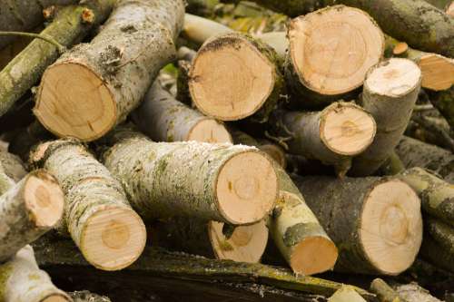 Wood Trunk Bark Tree Nature Forest Log Cup