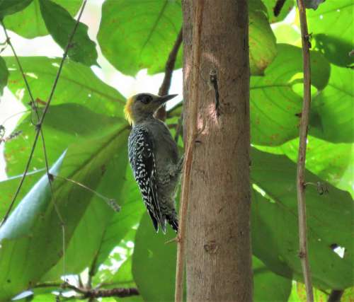 Woodpecker Bird Tropical Bird Nature Birding