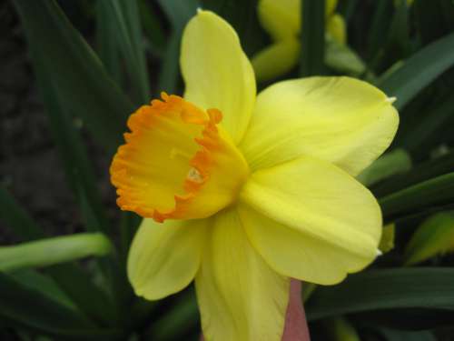 Yellow Spring Flower Petals Nature