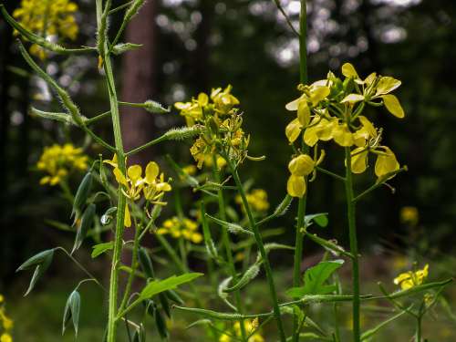 Yellow Meadow Summer Spring Nature Plant Garden