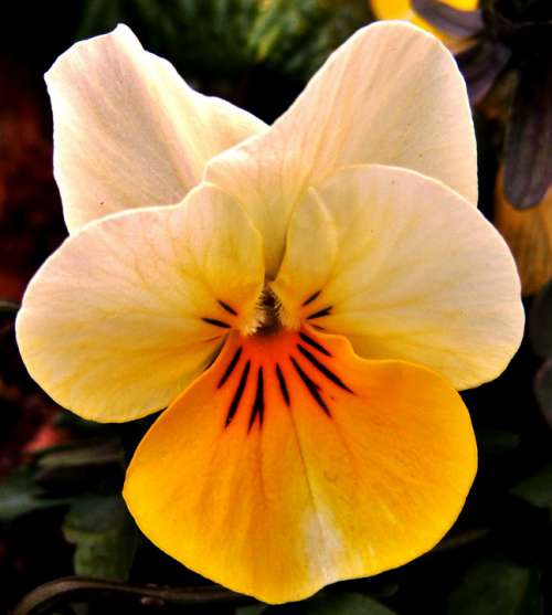 Yellow White Pansy Spring Violet Blossom Bloom