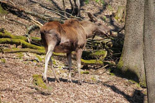 Young Moose Wild Animal Forest Animal World Nature