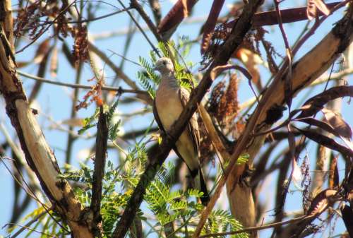Zebra Dove Outdoor Perched Tree Forest Wild