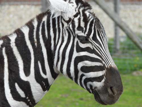 Zebra Mammal Animals Africa Safari Nature Head