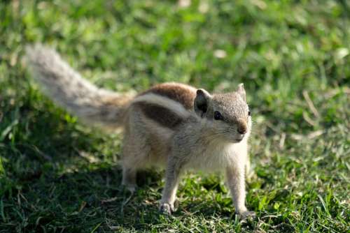 Chipmunk Alerted to the Prospect of Getting Some Food from the Tourists