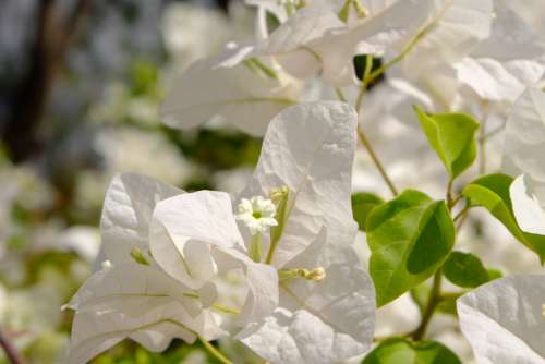 Blooming Bougainvillea Flowers